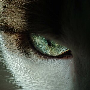 Close up einer Katze